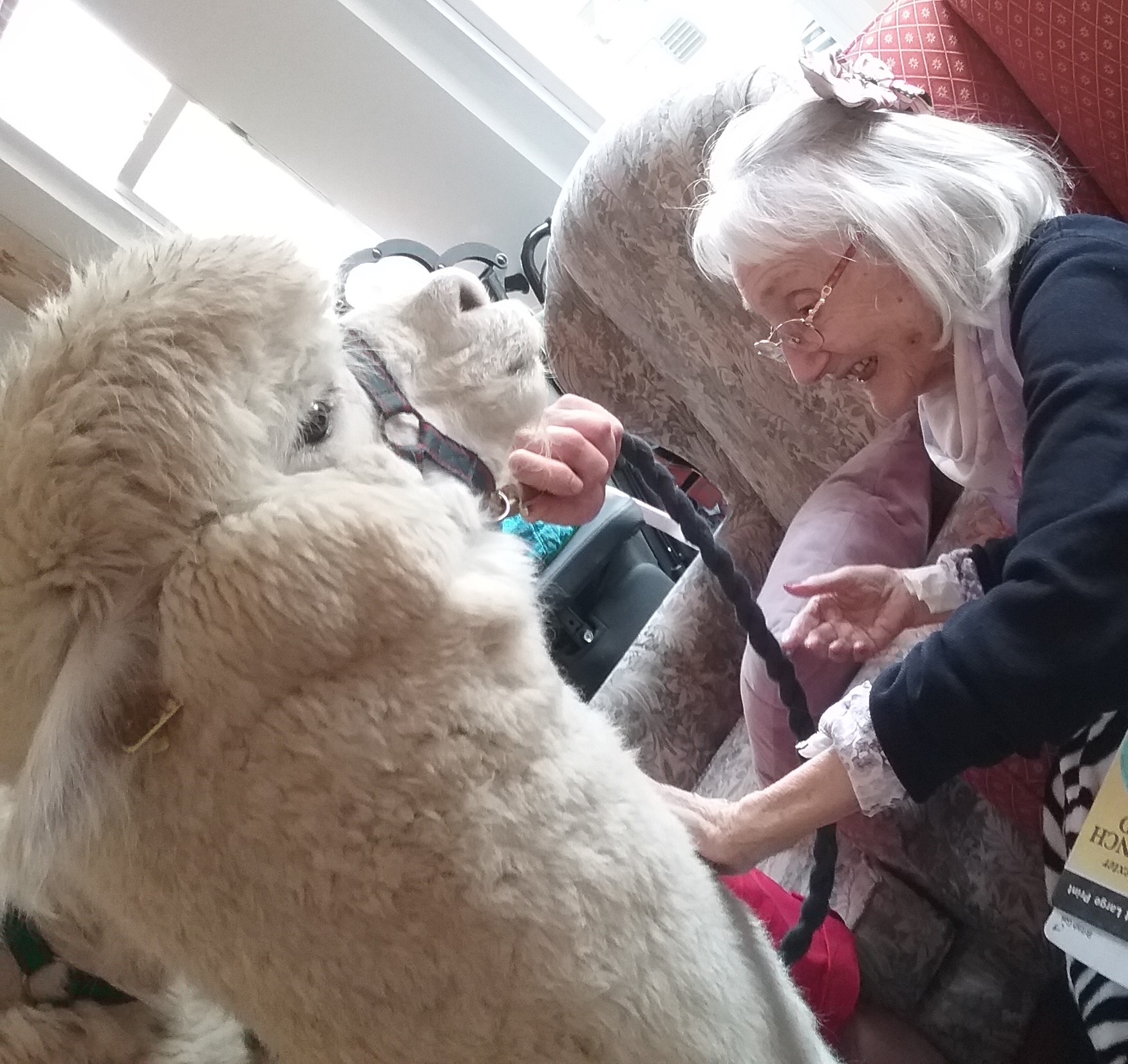 Alpacas visit care home