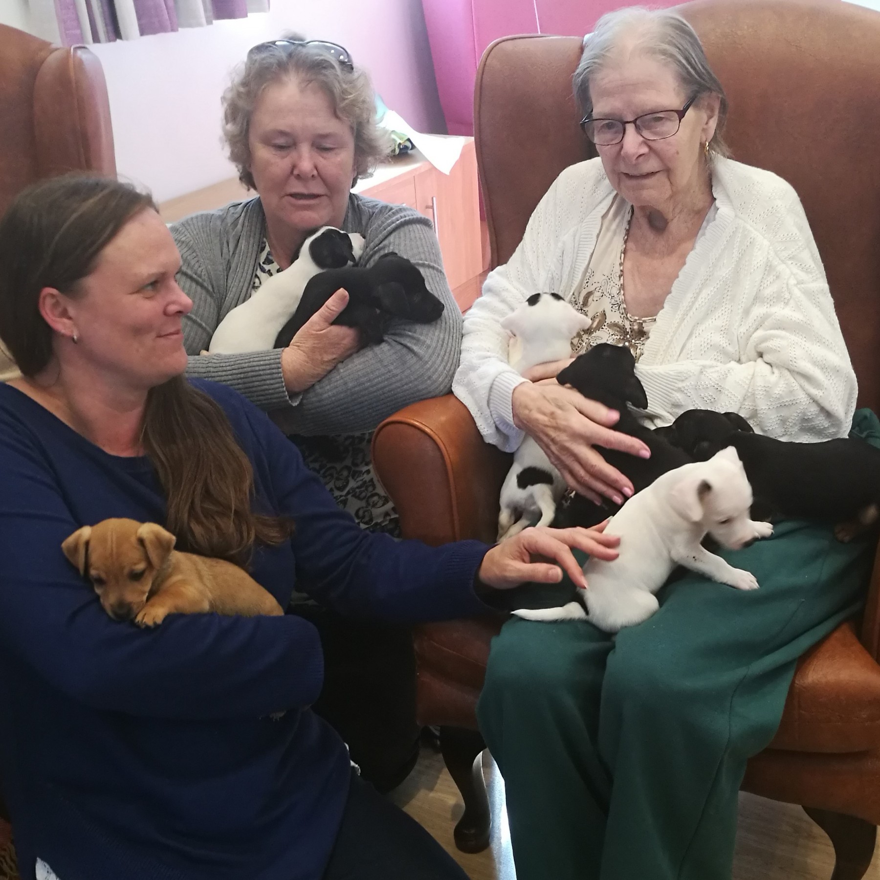 Seven Pups Steal Hearts at Care Home